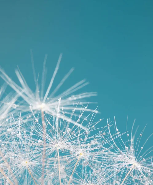 Gros plan des graines de pissenlit sur fond bleu naturel — Photo