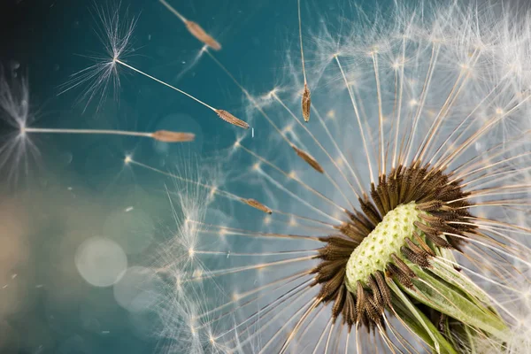 Крупный план семян одуванчика на голубом природном фоне — стоковое фото