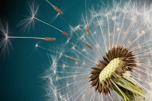 Gros plan des graines de pissenlit sur fond bleu naturel — Photo