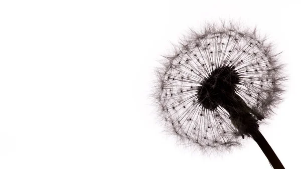 Close-up dari benih dandelion pada latar belakang putih . — Stok Foto