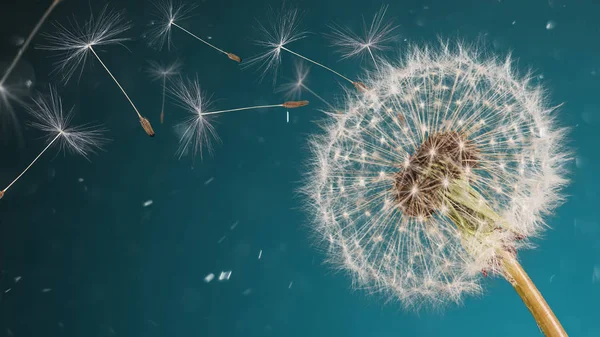 Close-up of dandelion seeds on blue natural background — Stock Photo, Image