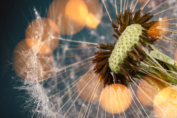 Close-up of dandelion seeds on blue natural background — Stock Photo, Image