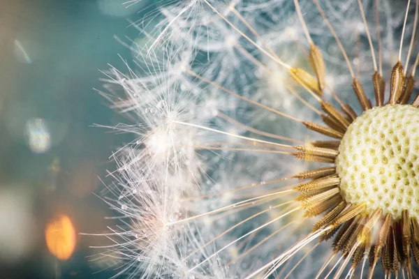 Primer plano de las semillas de diente de león sobre fondo natural azul — Foto de Stock