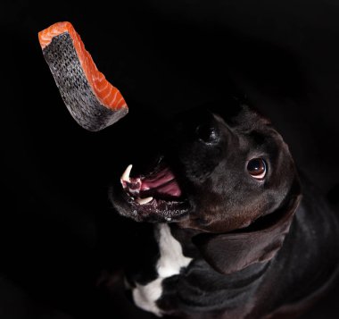 Siyah köpek Studio poz verdi.