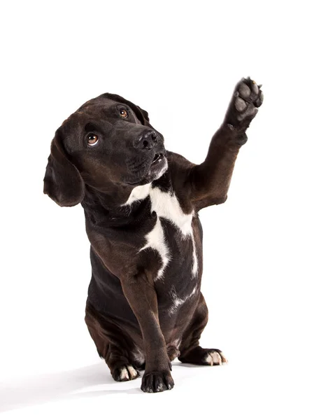 Perro negro posando en estudio tomando su pata . — Foto de Stock