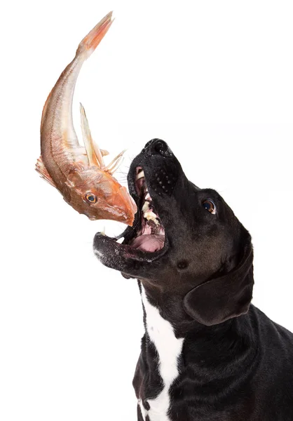 Cão preto comendo peixe cru . — Fotografia de Stock