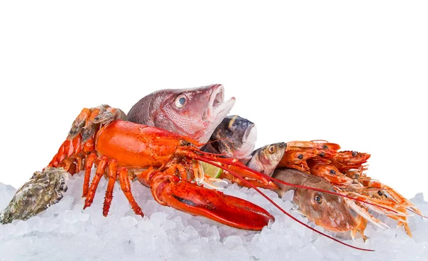 Свіжі смачні морепродукти, що подаються на подрібненому льоду . — стокове фото
