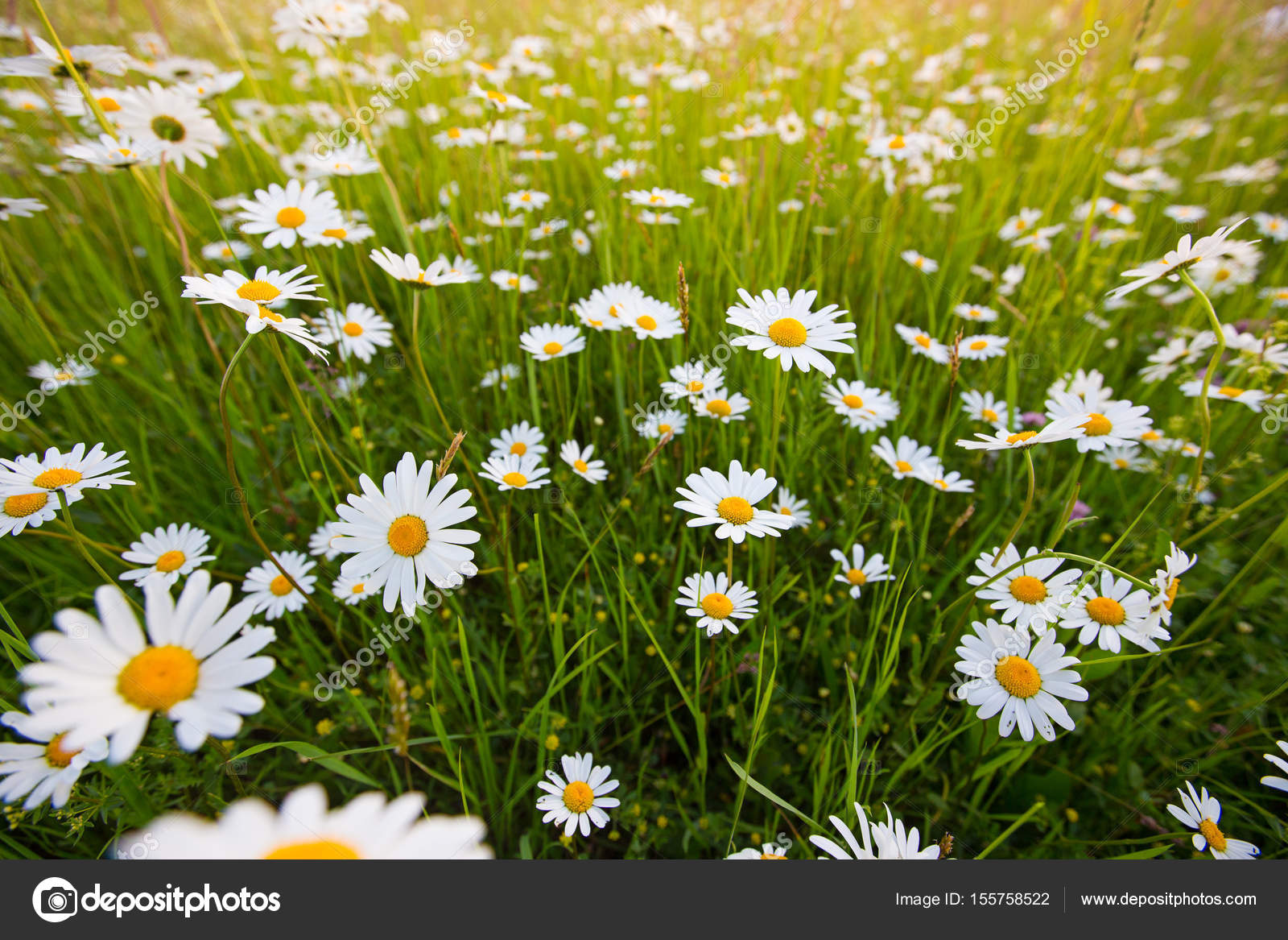 Fiori di camomilla. Margherita di primavera sul prato ...