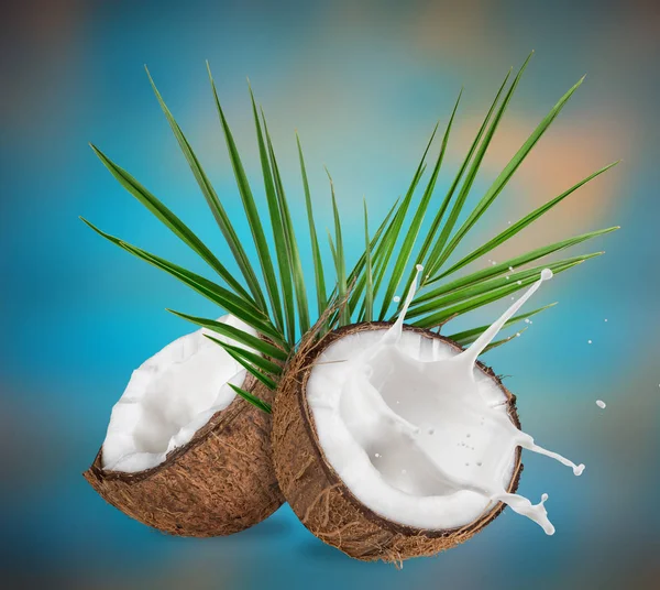 El primer plano de los cocos con el chorrito de leche . — Foto de Stock