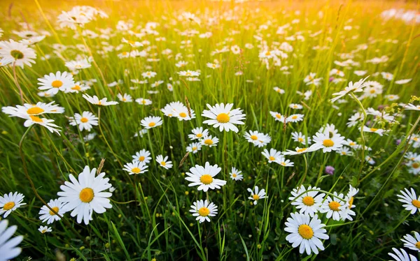 Fältet kamomillblommor. Våren daisy på äng. — Stockfoto