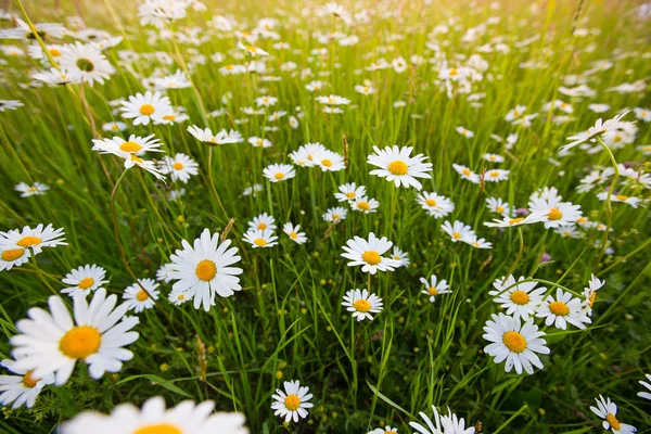 Kamille veld bloemen. Lente daisy op weide. — Stockfoto