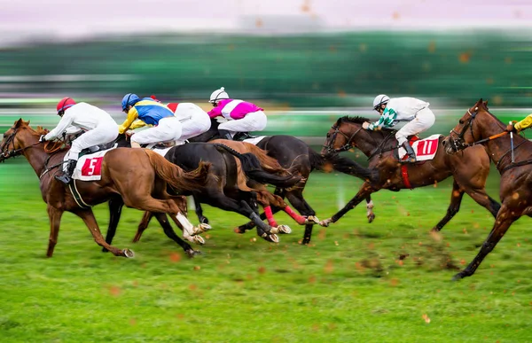 Závodní koně s žokejem na domácí rovně — Stock fotografie