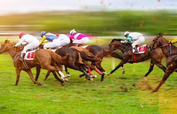 Race horses with jockeys on the home straight — Stock Photo, Image