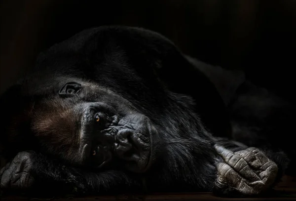Porträt eines erwachsenen männlichen Gorillas, der den Mittelfinger schiebt. — Stockfoto