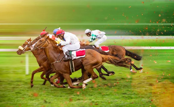 Race horses with jockeys on the home straight — Stock Photo, Image