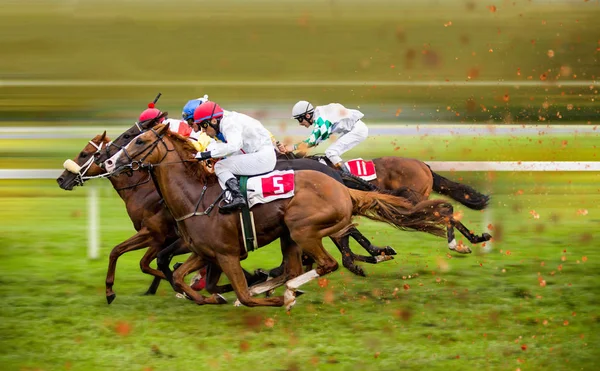 Závodní koně s žokejem na domácí rovně — Stock fotografie