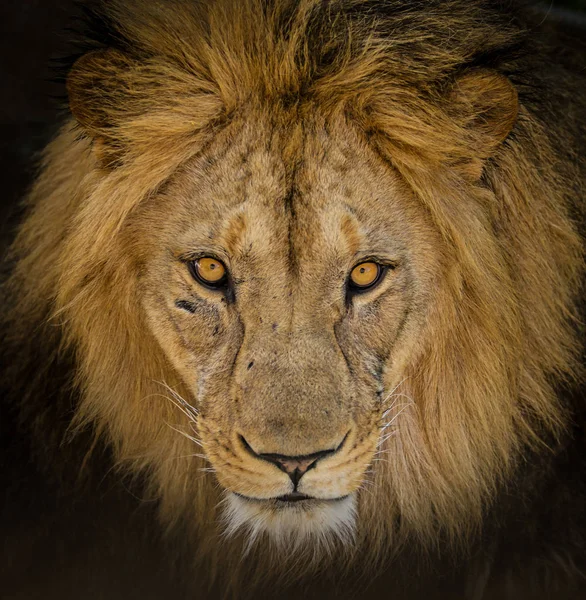 Portrait of a male African lion — Stock Photo, Image