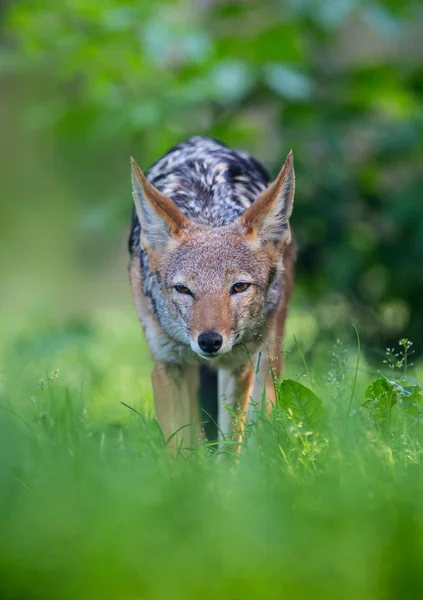 Portrait of Golden Jackal hunting. — Stock Photo, Image