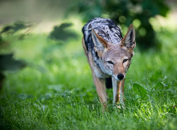 Porträt der Jagd auf Goldschakale. — Stockfoto