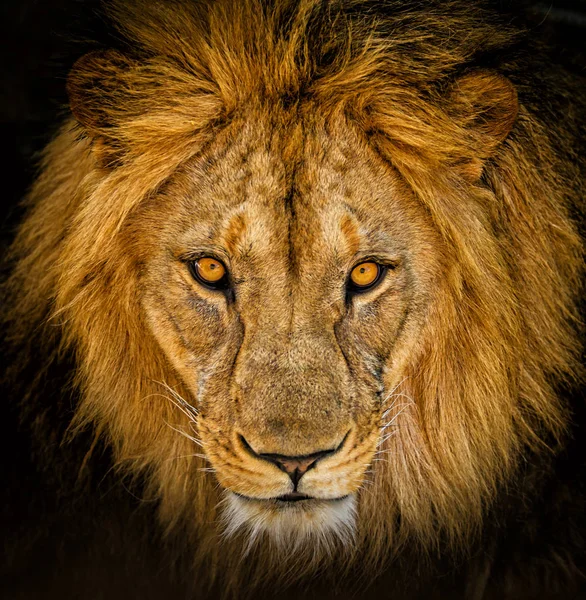 Portrait of a male African lion — Stock Photo, Image