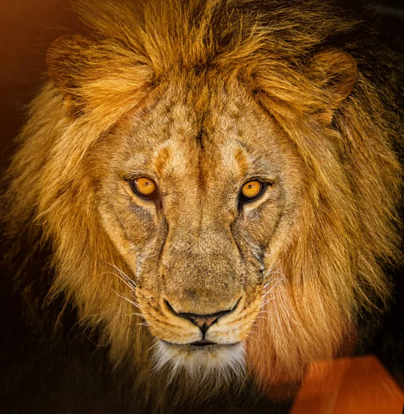 아프리카 사자 남자의 초상화 — 스톡 사진