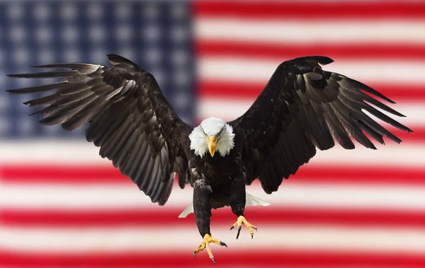 アメリカの国旗を飛ぶハクトウワシ — ストック写真