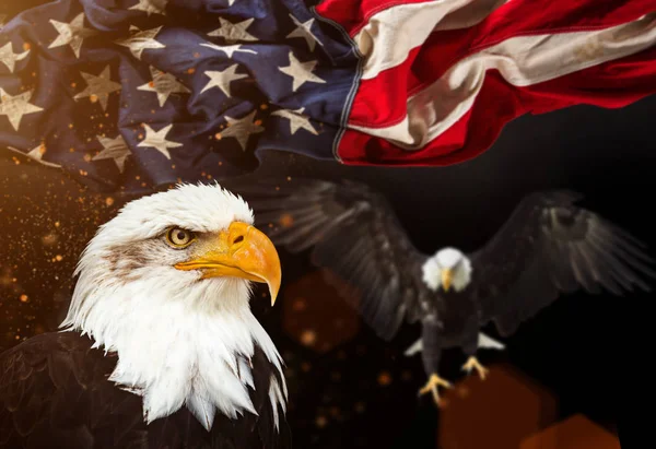 Kopasz sas, Amerikai zászló — Stock Fotó