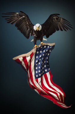 Amerikan bayrağı ile kel kartal