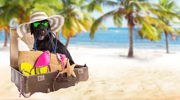 Cão preto de verão engraçado com acessórios de verão . — Fotografia de Stock