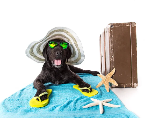 Funny summer black dog with summer accessories. — Stock Photo, Image