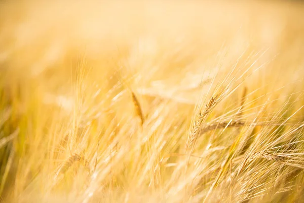 Un campo de trigo, cosecha fresca de trigo . —  Fotos de Stock