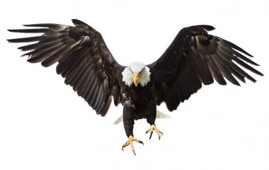 Kel kartal ile Amerikan bayraklı