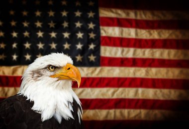 Amerikan bayrağı ile kel kartal