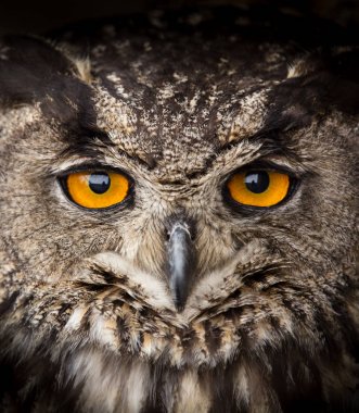 Kartal baykuş Bubo bubo yüz portresi.