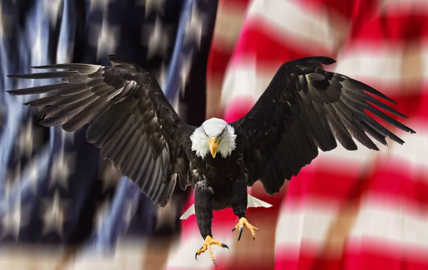 Bald eagle met Amerikaanse vlag — Stockfoto