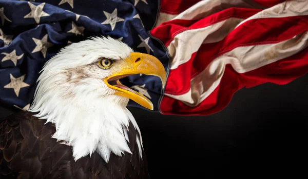 Bald Eagle with American flag — Stock Photo, Image