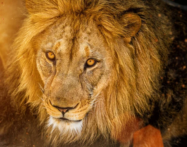 Retrato de um leão africano macho — Fotografia de Stock