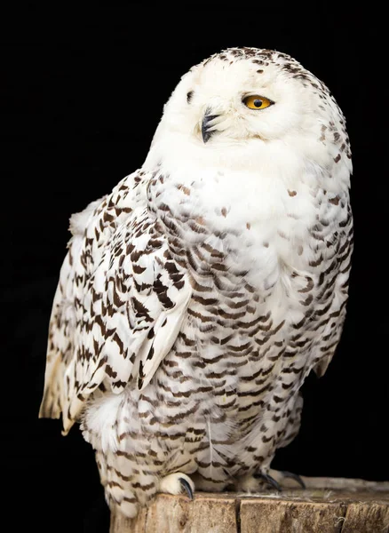 Retrato de uma bela coruja de neve — Fotografia de Stock