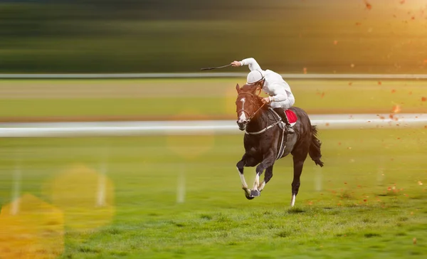 Race horses with jockeys on the home straight — Stock Photo, Image