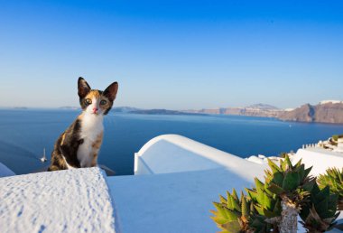 Santorini Island, Yunanistan kedi Close-Up