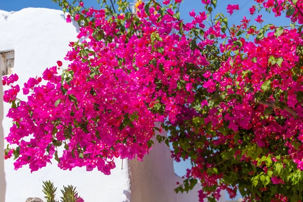 Emporio Yunanistan Santorini Adası üzerinde güzel çiçek açan bougenvilia. — Stok fotoğraf
