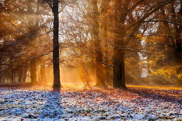 Magische herfst landschap met ochtend mist. — Stockfoto