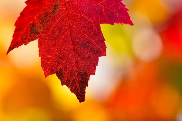 sonbahar yaprakları arka plan