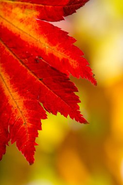 sonbahar yaprakları arka plan