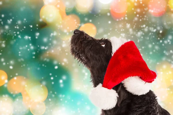 Perro negro en gorra santa — Foto de Stock