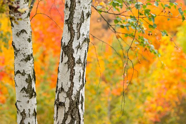 Árboles de abedul de otoño con fondo colorido — Foto de Stock