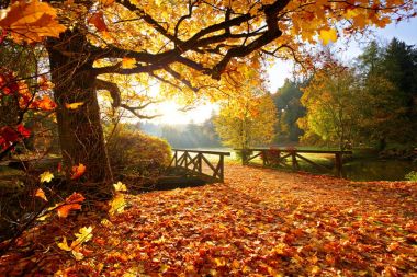 Autumn forest. Beautiful rural scenery. clipart