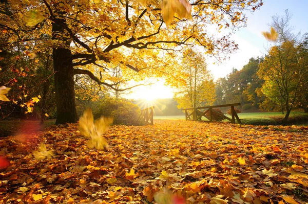 Bosque de otoño. Hermoso paisaje rural . — Foto de Stock