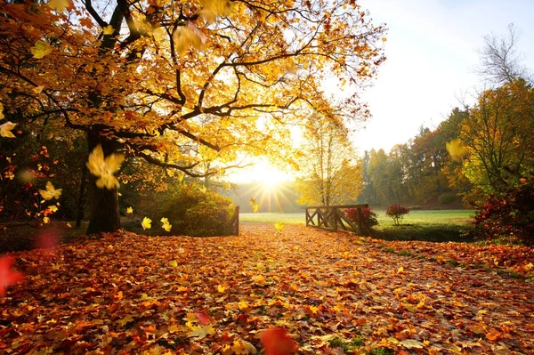 Autumn forest. Beautiful rural scenery. — Stock Photo, Image