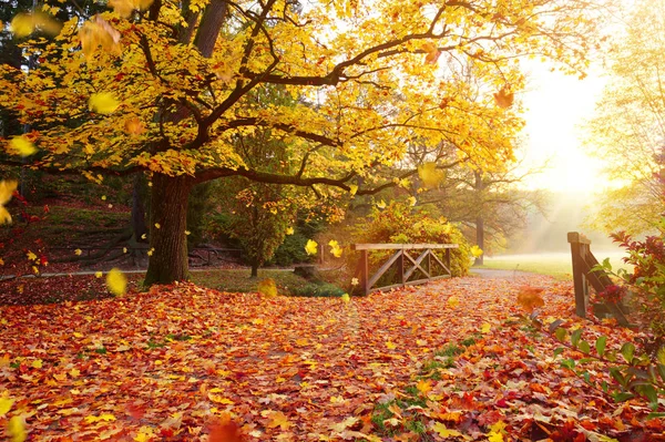 Autumn forest. Beautiful rural scenery. — Stock Photo, Image